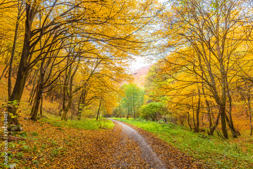 Autumn rural landscape. A dirt road lined with colorful trees.