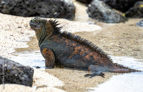 Ecuador. Galapagos. Wild living Iguanas on the San Cristobal Island