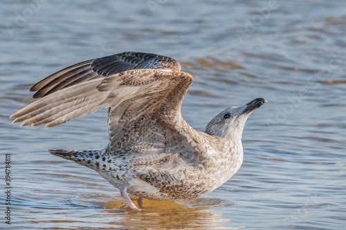 Möwe reckt und streckt sich im Wasser photo