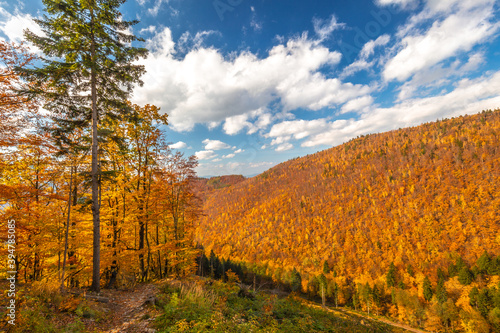 Fototapeta Naklejka Na Ścianę i Meble -  Forest with trees in autumn colors illuminated by sunlight.