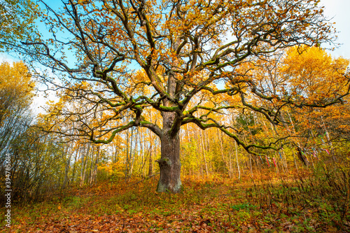 Old huge oak tree on autumn sunny day