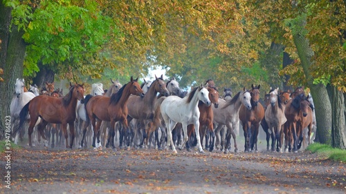 Arabian horses