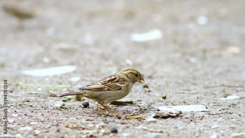 Gray little sparrow bird jumping and looking for food on farm yard.
Gray little sparrow bird jumping and looking for food on farm yard.