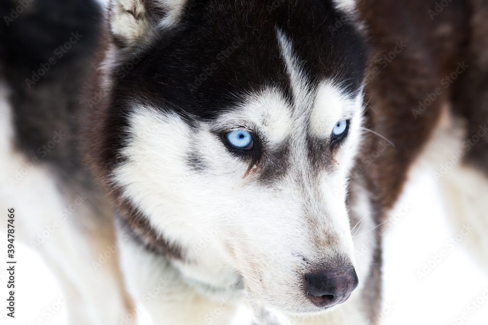 Husky blue ice eyes winter background