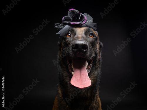 Portrait of a Belgian shepherd dog in a headdress. Carnival or Halloween.
