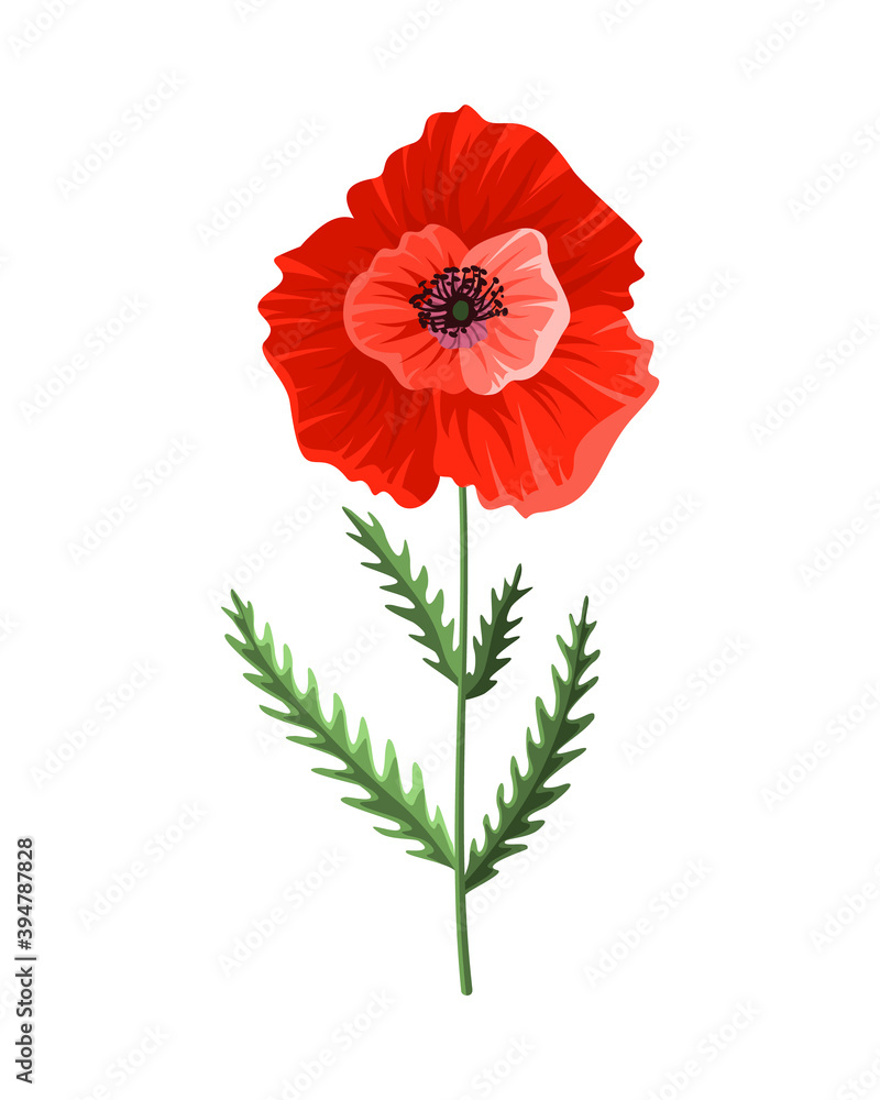 Poppy flower. Watercolor hand drawn poppy. Isolated botanical symbol of blooming red poppy blossom. Floral design for decor or holiday wedding greeting card template Poppy flower. Watercolor hand drawn poppy. Isolated botanical symbol of blooming red poppy blossom. Floral design for decor or holiday wedding greeting card template