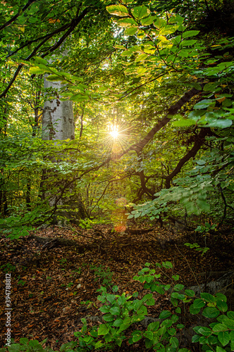 Nice sunset in the forest in autumn