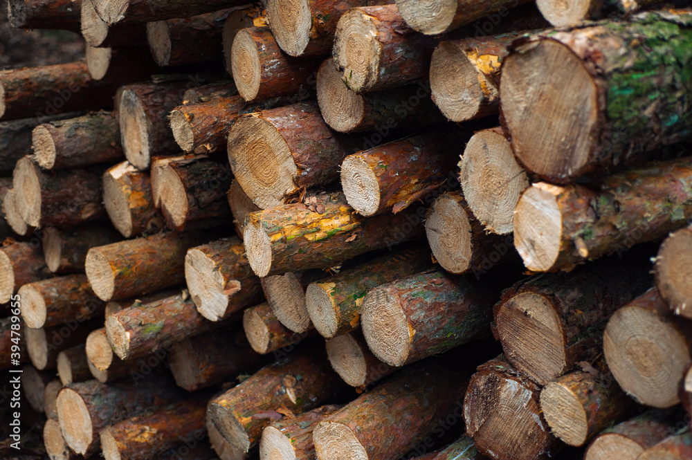 in the fall lumber lies in the forest in the fall lumber lies in the forest