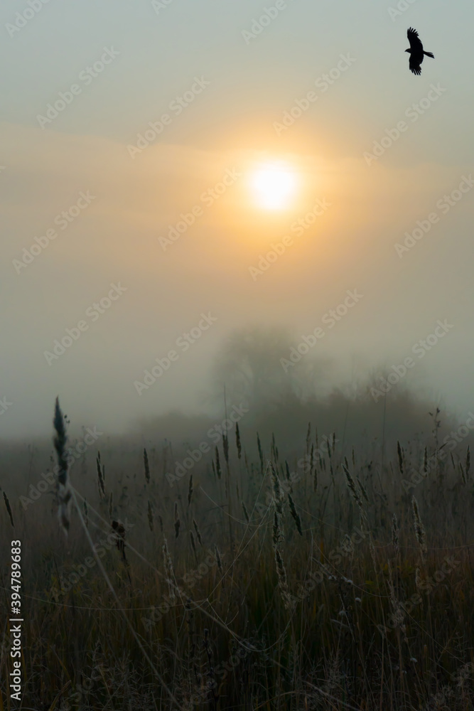 Rising sun on a foggy morning over a summer field