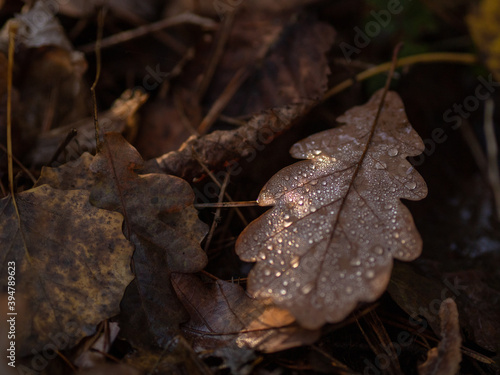 jesienne brązowe liście w kroplach deszczu