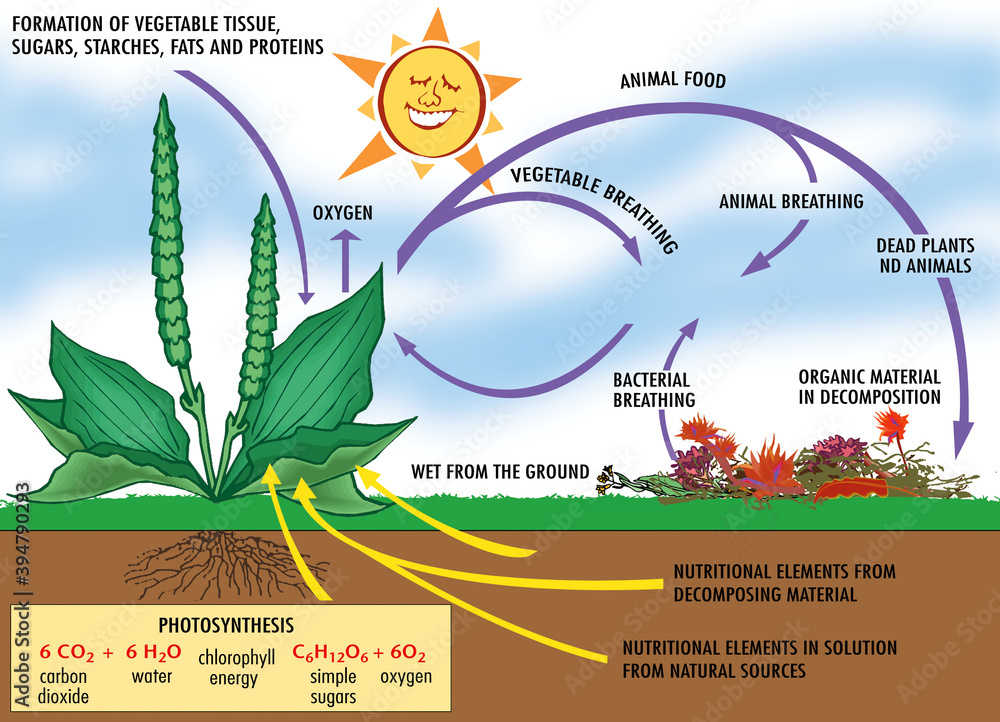 Diagram showing photosynthesis, process used by plants and other organisms to convert light