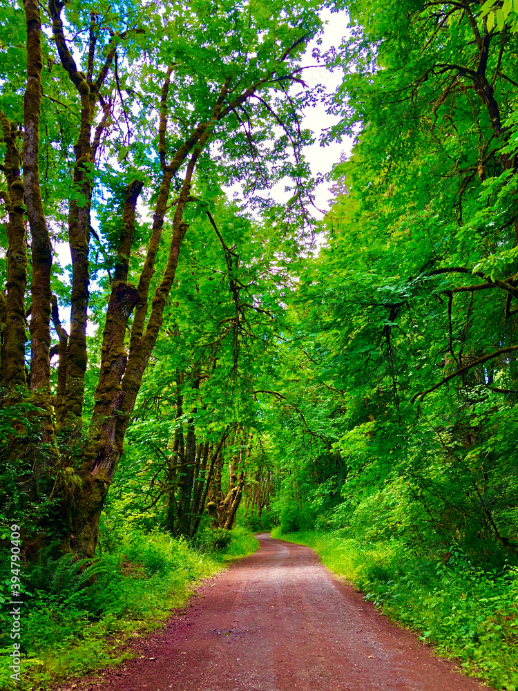 path in the forest path in the forest