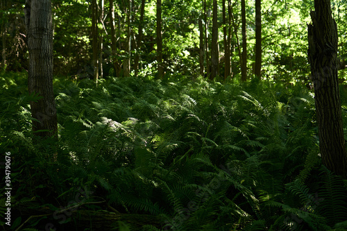 thickets of forest ferns in the shade between tree trunks
