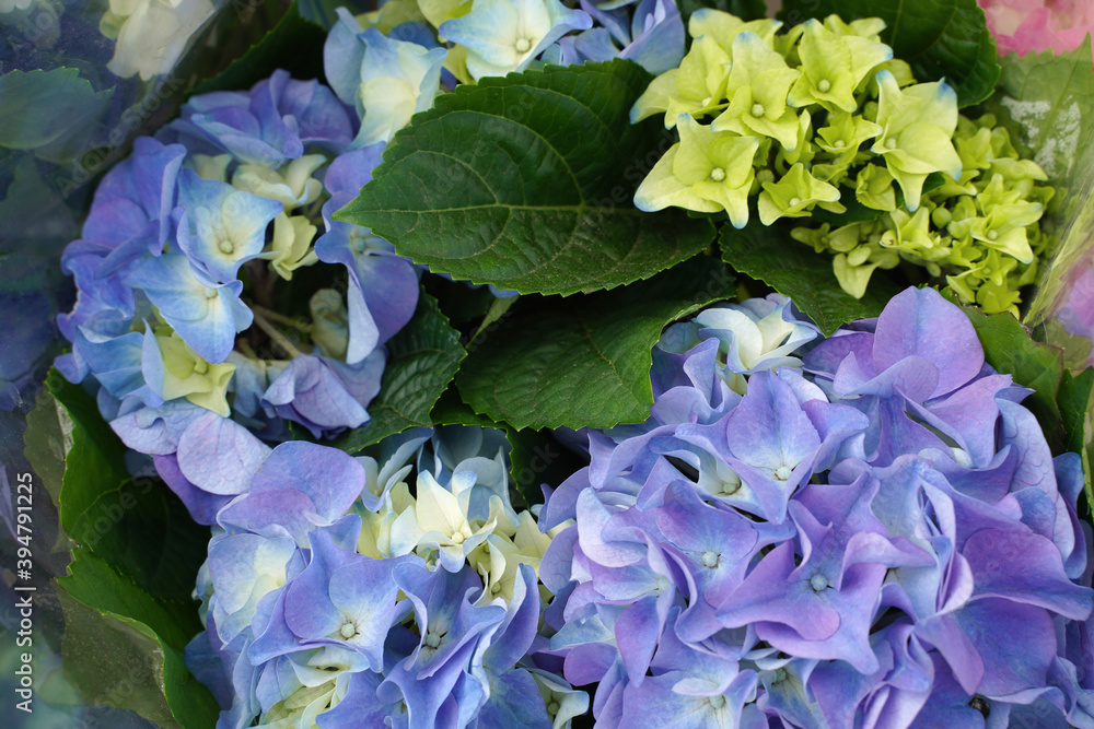Obraz premium Beautiful blue hydrangea macrophylla in the garden. Blooms in spring. Background, floral texture.