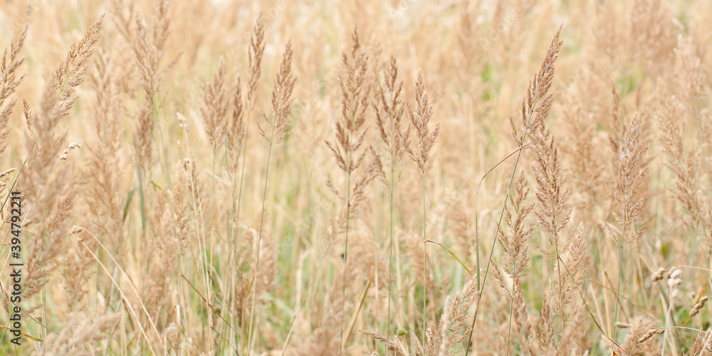 Fototapeta premium faded panicles of grass densely growing in a country field