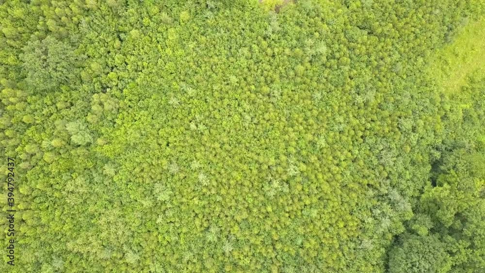 Top down aerial view of green summer forest with many fresh trees.
