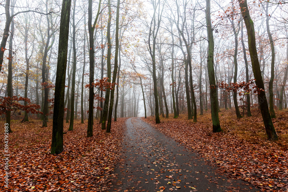 Obraz premium Autumn oak forest in the fog, forest path, bare branches, brown oak leaves fallen on the ground.