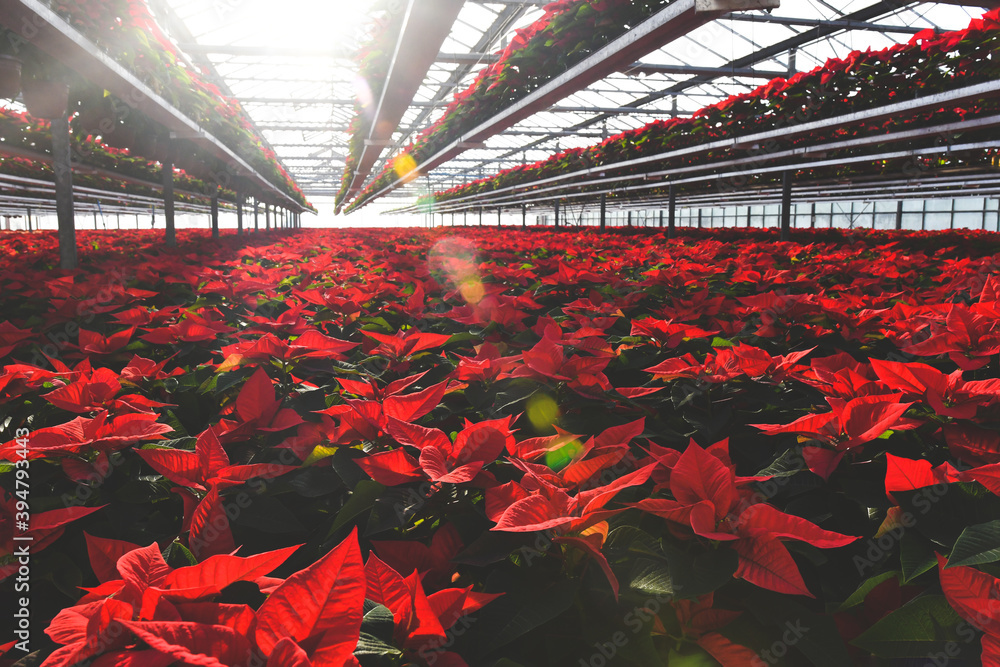 Picture of a greenhouse with thousands of Christmas holiday live poinsettia plants with red and green leaves.  Shallow depth of field and sun rays visible in the background. - obrazy, fototapety, plakaty 