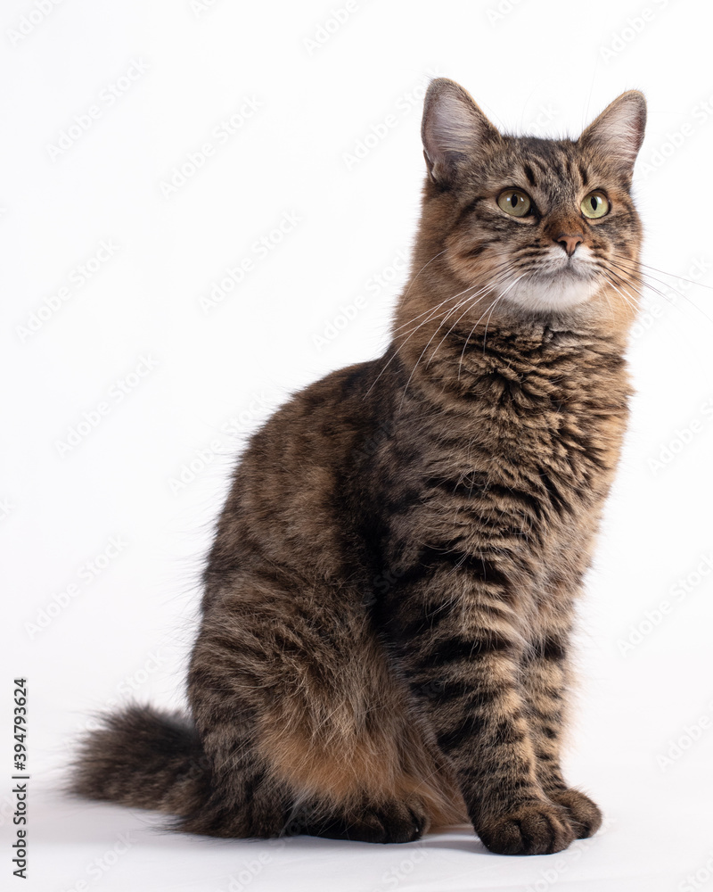 Fototapeta premium Gato doméstico atento