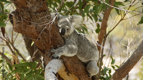 Fototapeta Naklejka Na Ścianę i Meble -  koala in tree in Australia