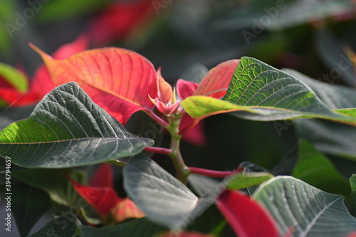macro close up on poinsettia leaves during the change of colors from green to red