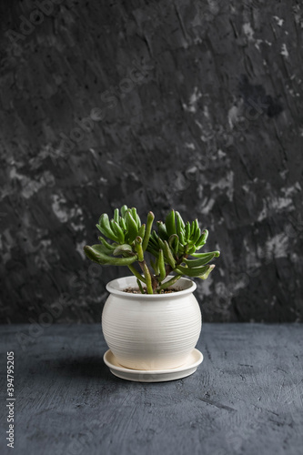 Crassula Hobbit in a small white ceramic pot. Home green plants. Watering and growing succulents. © Susie Foods