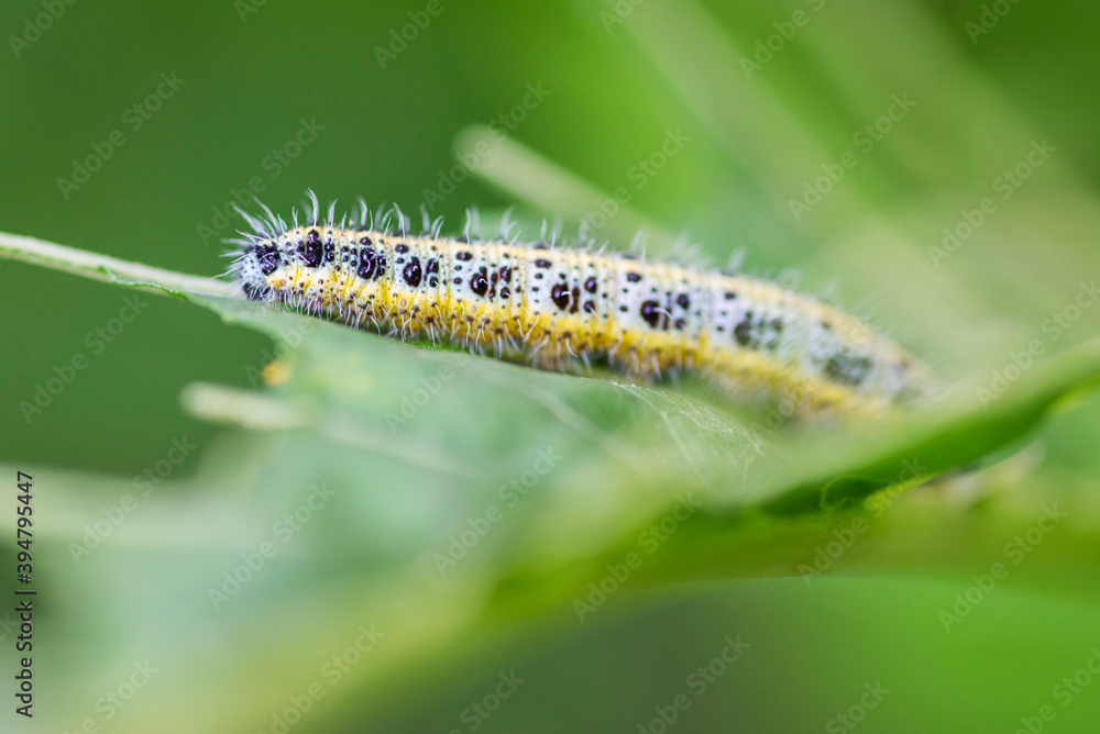 Cabbage White Caterpillar. Close up of Cabbage White Caterpillar is eating cabbage leaf