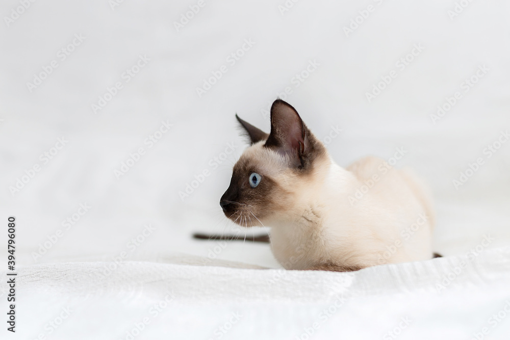 The Thai cat lies on a white background and looks sideways.
