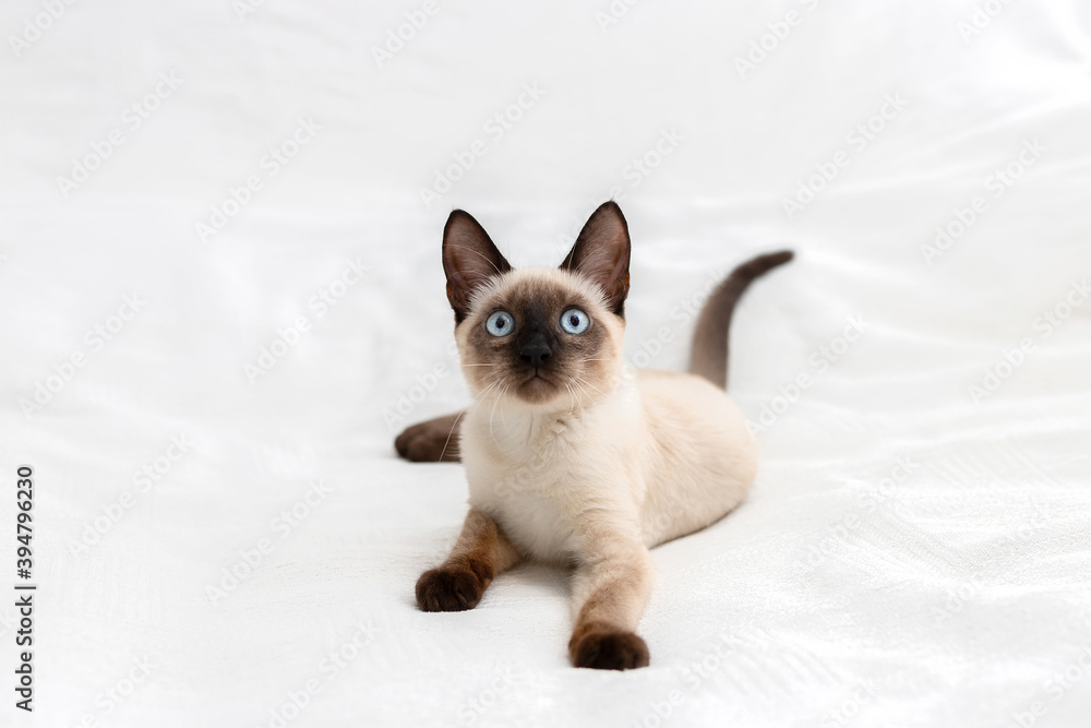 Nice photo with a cat for advertising. Cat on a white background.