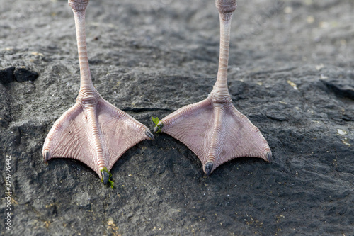 Webbed Seagull Feet