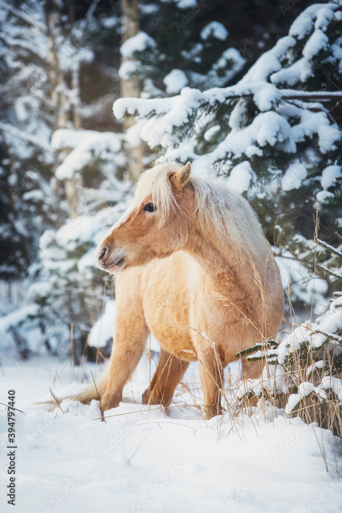 Palomino Welsh mountain breed pony in a snowy winter forest Palomino Welsh mountain breed pony in a snowy winter forest