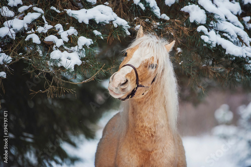 Fotografie Portrait of Welsh mountain breed pony in the winter forest standing under a snow