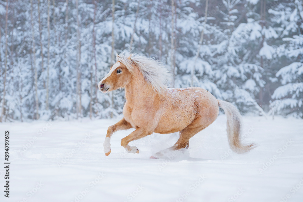 Welsh mountain breed pony running gallop on the snowy field in winter