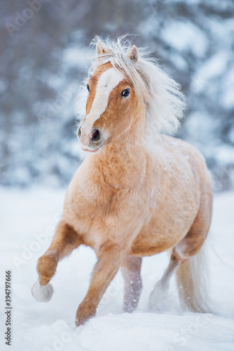 Palomino Welsh mountain breed pony running on the snowy field in winter