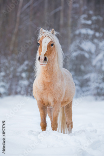 Welsh mountain breed pony standing on the snowy field in winter
