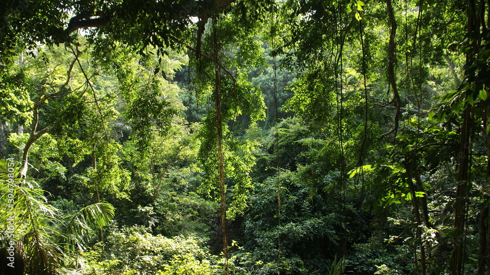 Green forest in asia