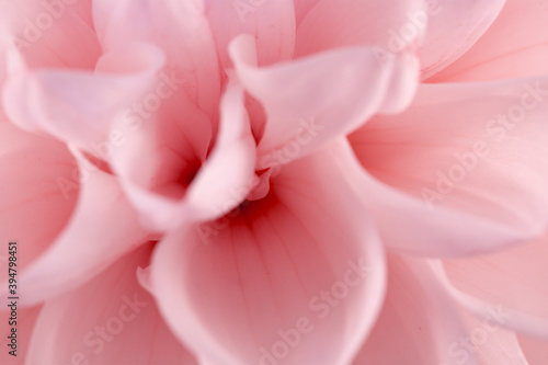 close up of pink dahlia © Iurii Kachkovskyi