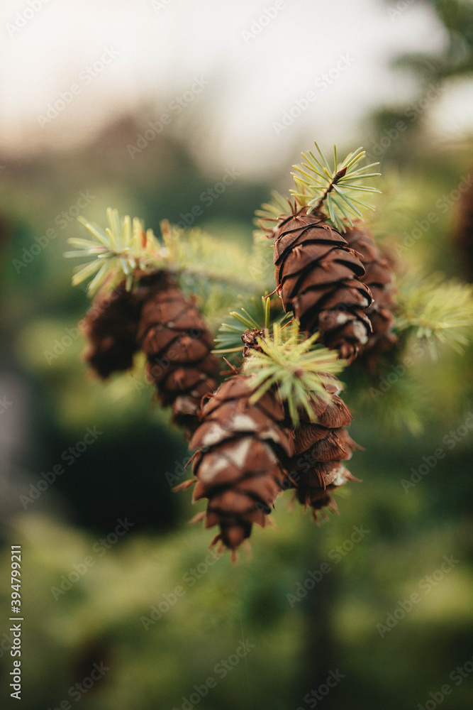 close up of a pine cone close up of a pine cone