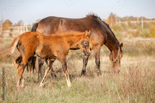 a horse with a small brown foal graze in a field