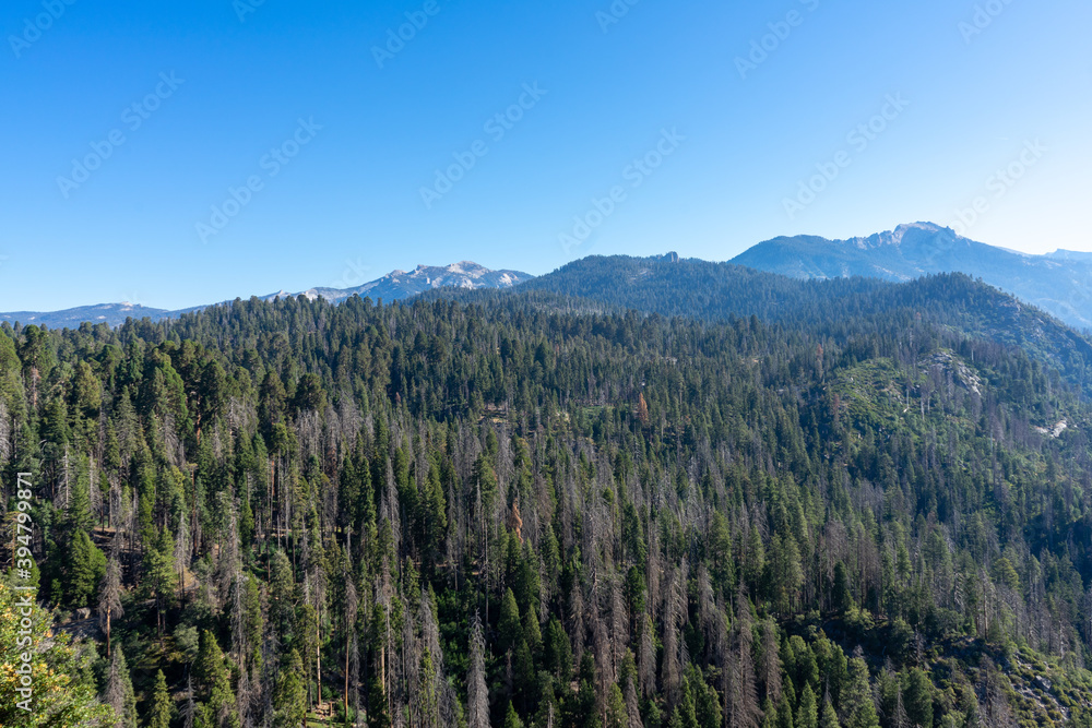 The bigest trees in the world The bigest trees in the world