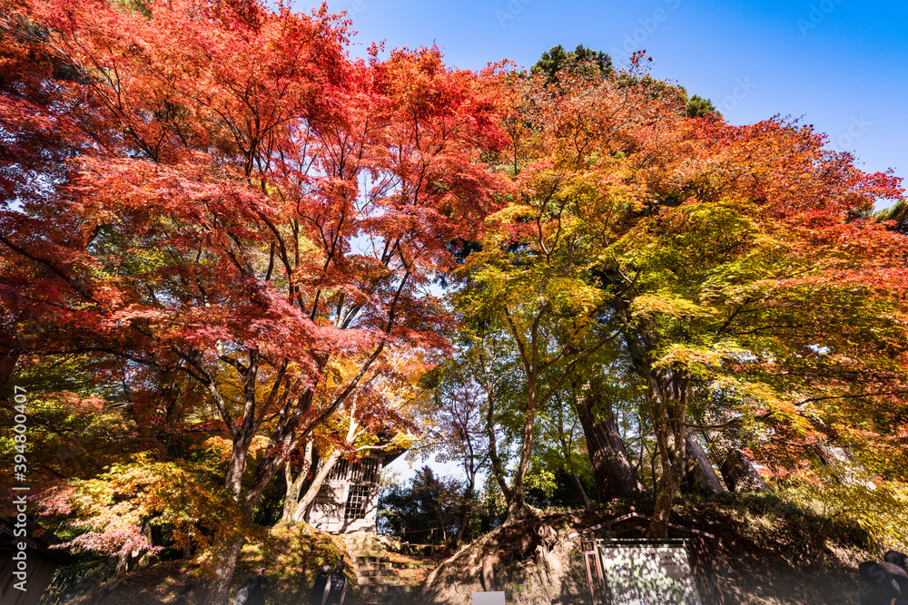 日本の世界遺産　岩手中尊寺紅葉の中の旧鐘楼