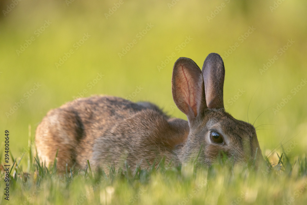 Obraz premium Wild Rabbit in the Grass