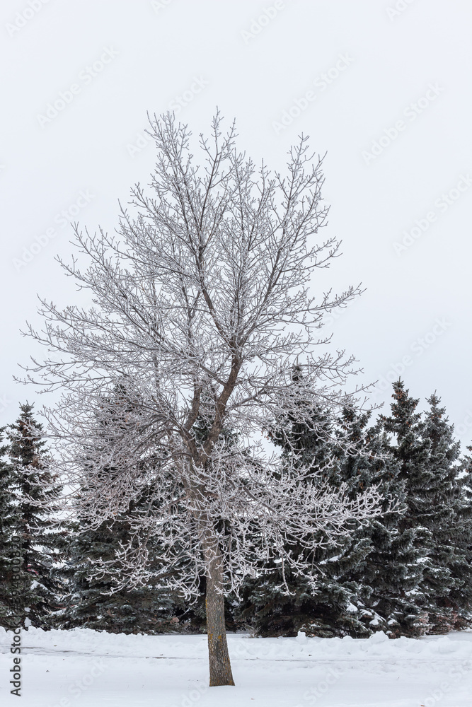 Frost covered deciduous tree in foreground and snow covered evergreens in background Frost covered deciduous tree in foreground and snow covered evergreens in background
