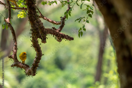 male land canary perched on jabuticabeira branch photo