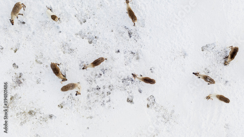 The extreme north, The reindeer move close to each other, aerial view