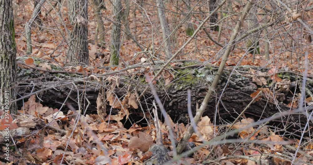 wild forest in autumn wild forest in autumn