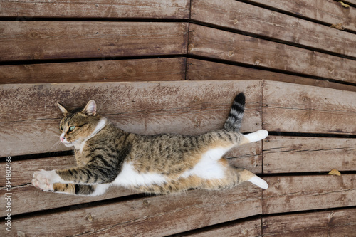 cat on the fence