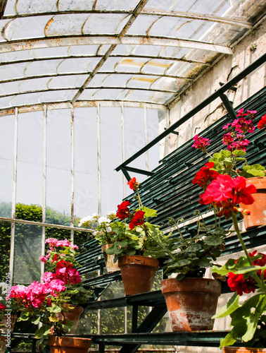 botanical greenhouse with flowers