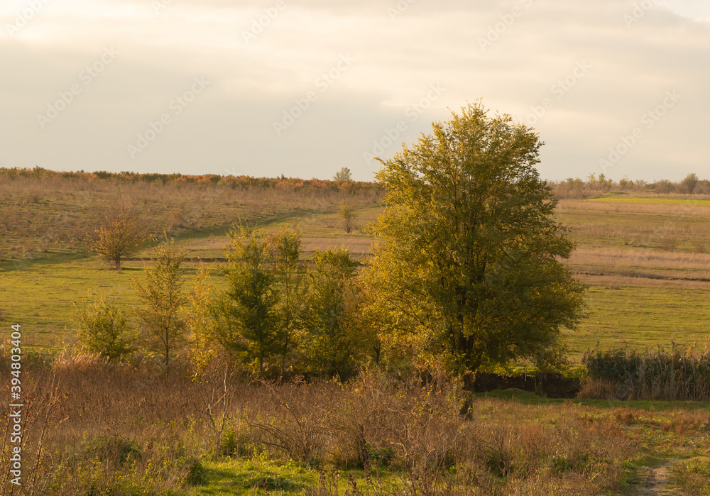 A few elm trees in the nature landscape, autumn time