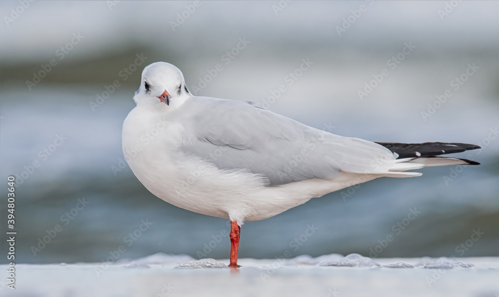 Lachmöwe am Ostseestrand